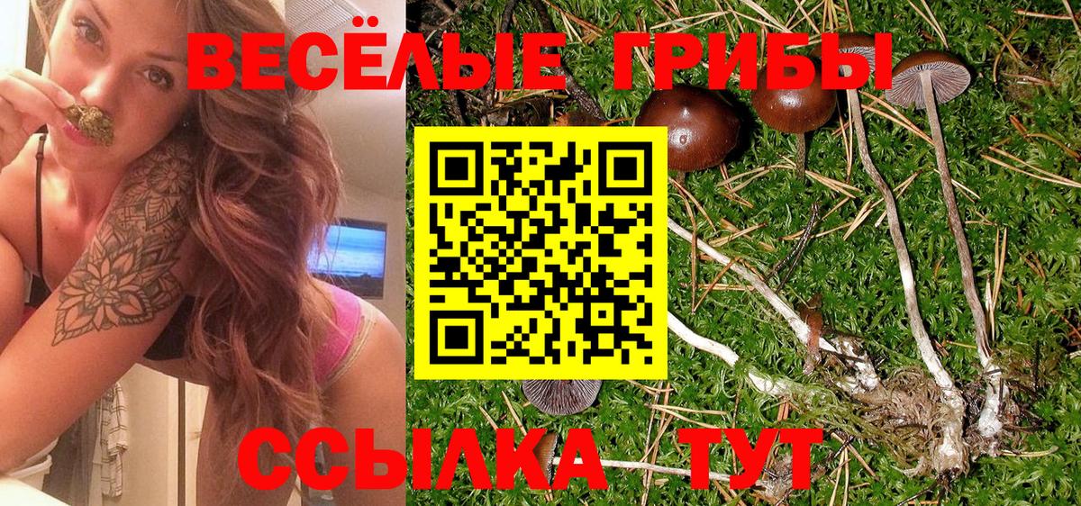 Галлюциногенные грибы Psilocybe  даркнет сайт  Галлюциногенные грибы Psilocybine cubensis  Звенигород  Вход с VPN 